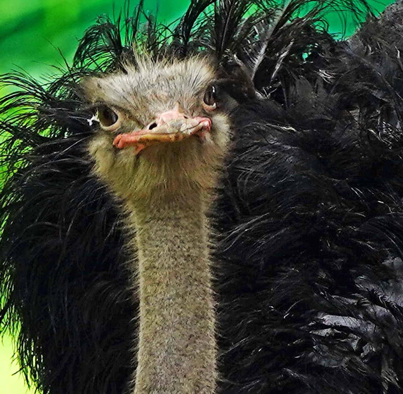 Big bird is Daw inspiring