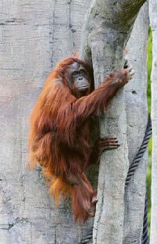 THE FUTURE IS ORANG...