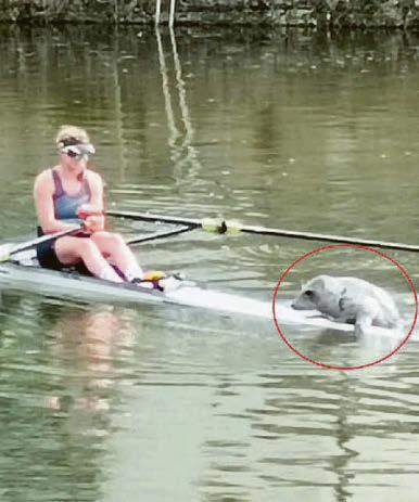 Seal of approval for savvy rower