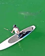 Great White gets board with man..