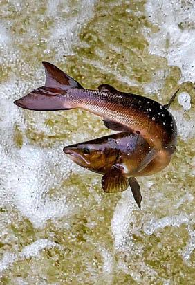 BOYNE FISH STOCK IS FLOUNDERING