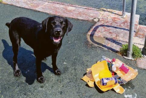 It's such a rubbish life for 'eco-dog'