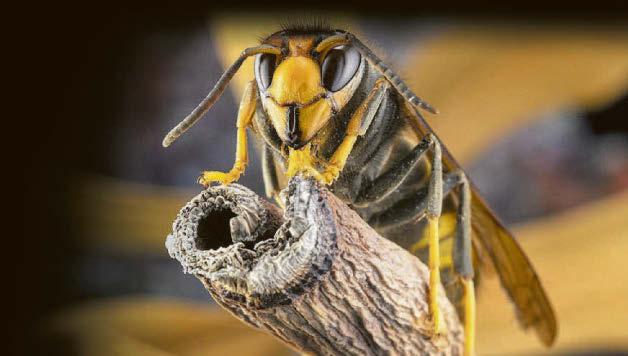 Fears as 3rd Asian hornet nest is found