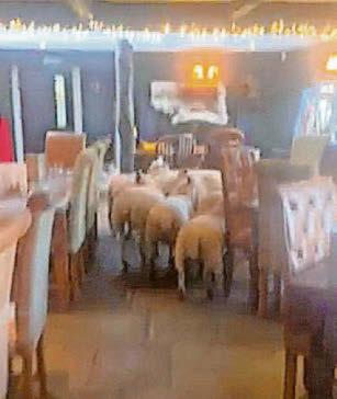 YOU'RE ALL BAA-RRED!