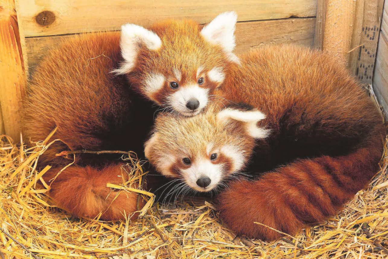 Fota pandas to public with cubs' names