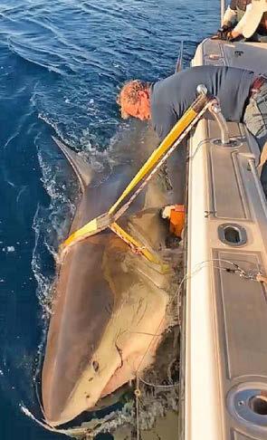 GREAT WHITE FOOD TREK IS JAWSOME