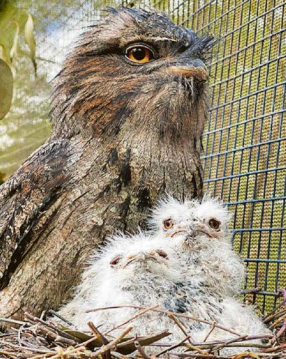 'MUPPET' CHICKS KERMIT'S SPROGS