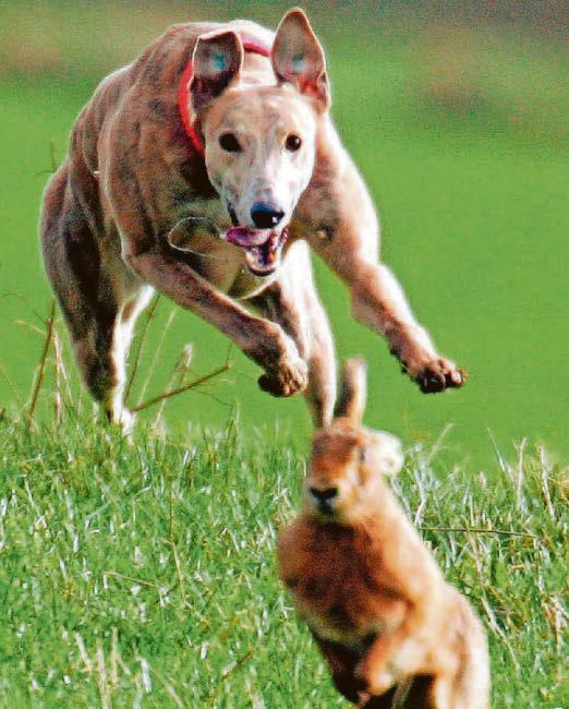 Whingers are pain in the Aras election