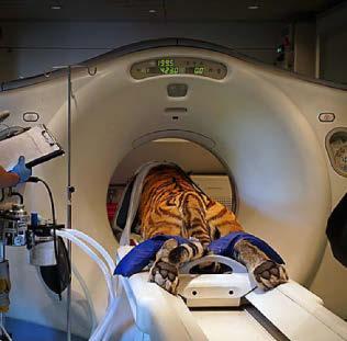 Shut-eye of the tiger