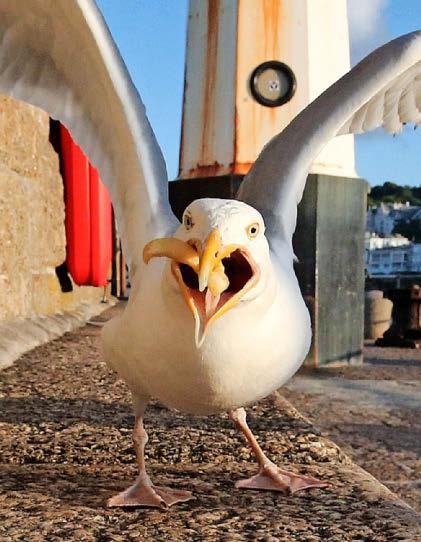 Gulls trying to nick food? Give 'em yell!