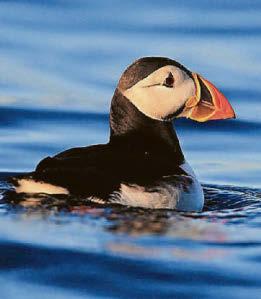 PUFFINS ROCK BACK UP TO ISLAND NESTS