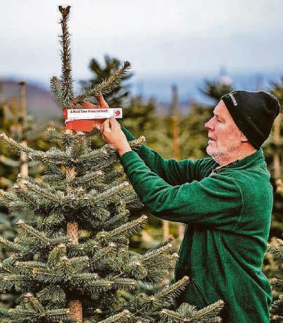 GROW HO HO FOR XMAS TREE BOOM