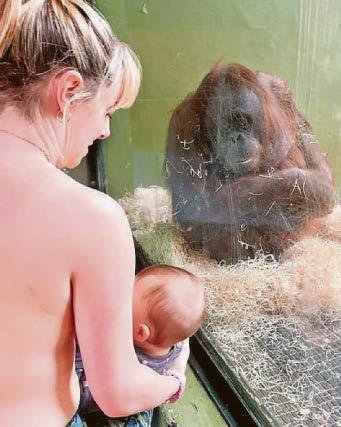 The breast of care for baby ape Sibu