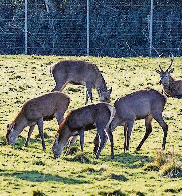 'Make stag killers pay deerly for beheading'