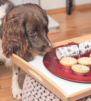 You better watch out... for your pets at Xmas