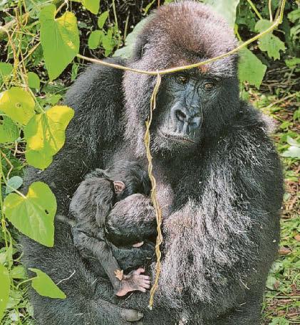TWIN KONG...