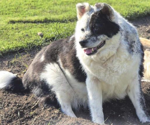 NO MORE COLLIE WOBBLES FOR ME