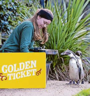 P-P-PICK UP A PENGUIN PASS