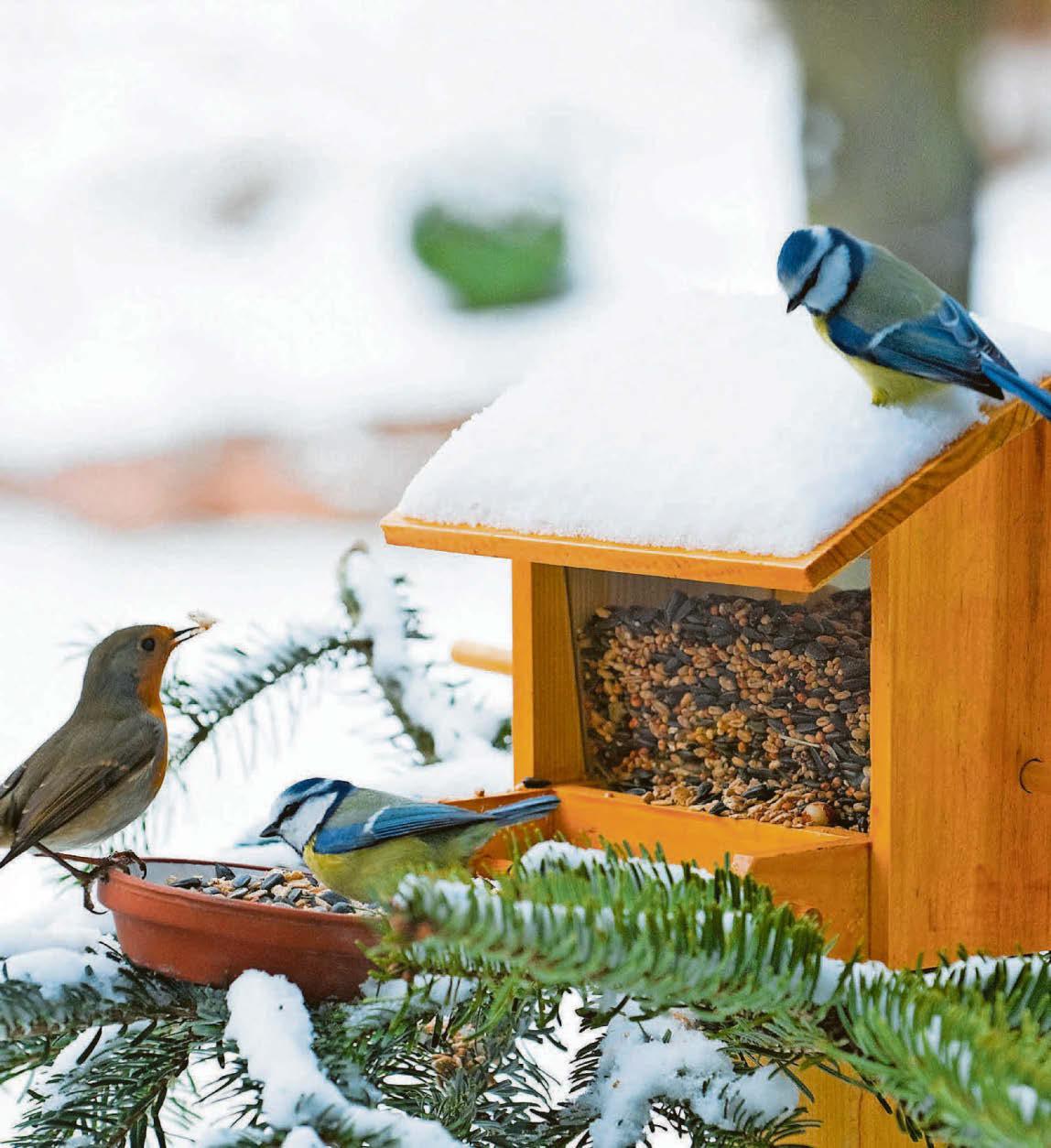 Have a garden of feedin'