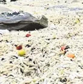 Chip wreck after container lost in storm