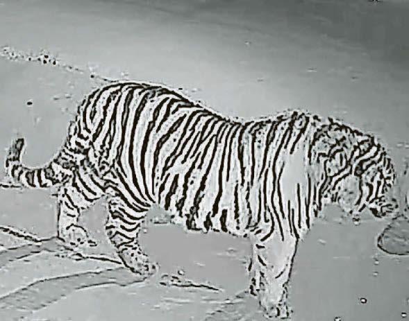 Ravenous tiger devours little pet dog 'down to its bones'