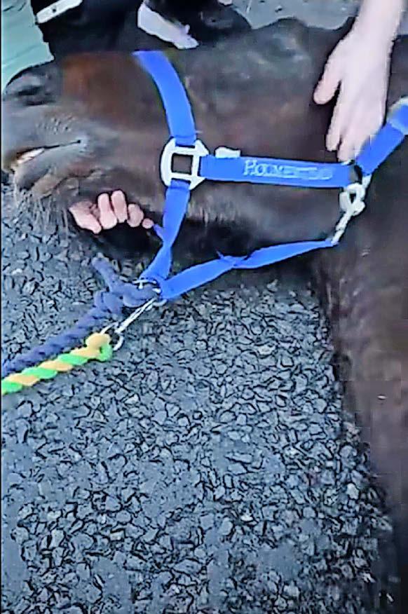ABANDONED PREGNANT SULKY RACE HORSE DIES