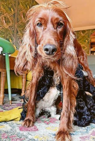 RED-LITTER DAY FOR 17 IRISH DOODLES...
