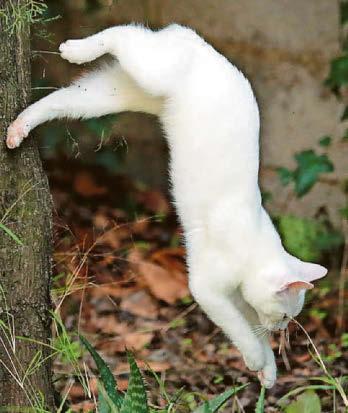 CAT'S OUT OF BAG FOR LANDING ON FEET