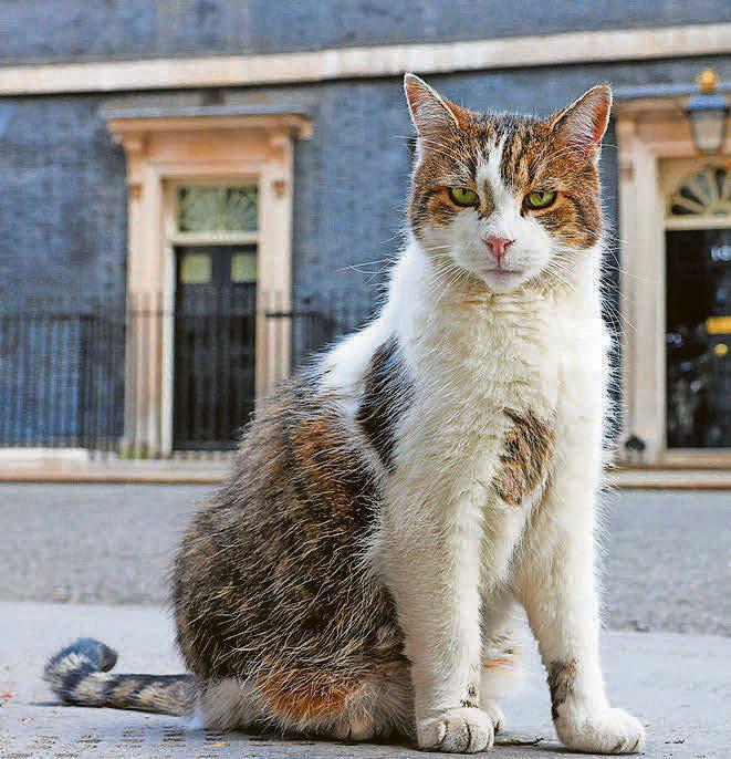 No 10's Larry nabs the mouse of Commons..