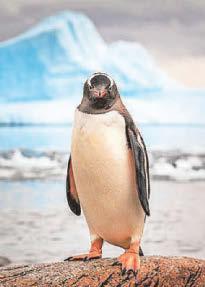 Ocean heat threatens Antarctic 'disaster'