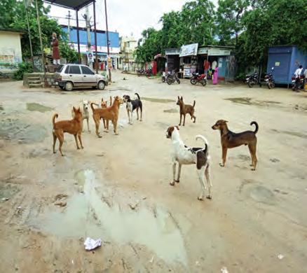 బాబోయ్ ఇవేమి శునకాలు