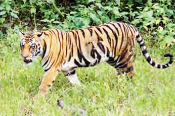 కరీంనగరులి సంచారం