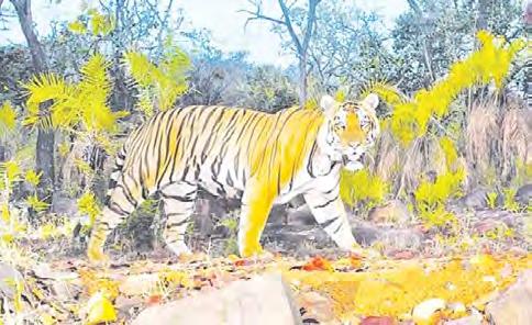 పులి సంచారంతో ప్రజల భయాందోళన
