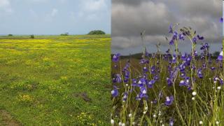 How individual efforts at conservation in the Konkan could pave the way to policy decisions