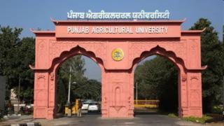Suspended Punjab Agri University staffer reinstated; his wife dies of heart attack