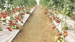 2 schemes, 2 yrs and counting: How Punjab forgot to start crop diversification projects it announced