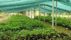 How coffee agroforests can play a role in ecological restoration