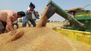 Despite record production, government wheat procurement in Punjab falls short of 2024 figures
