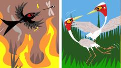 Why birds are just like us