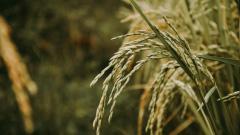 Scientists create first 'pangenome' of Asian rice