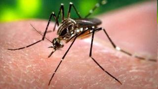 Over 130 dengue and chikungunya cases till April, Pune steps up vigil ahead of monsoon