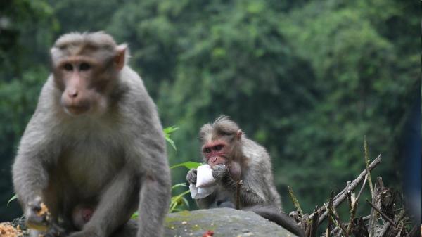 ‘We have lived with macaques for very longperiods of time and have co-evolved with them’