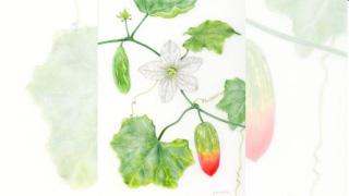 'Celebrating Crop Diversity': Pune to host India's debut in global botanical art exhibition project