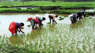 Banned Pusa-44 finds its way to paddy fields in Punjab — with help from Haryana