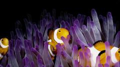 In a marine heatwave, clownfish get small to get by