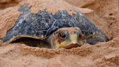 Kurma mela: The science of the mass nesting of Olive Ridley turtles