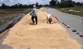 No full-fledged enumeration of crop losses even as unseasonal rain causes acute distress to Telangana farmers