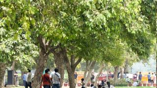 Delhi govt tightens SOP for felling trees: Court panel's nod mandatory to cut down 50 or more