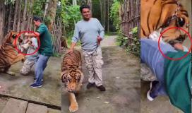 Indian tourist mauled by tiger in Thailand while taking selfie, sparks outcry over wildlife tourism