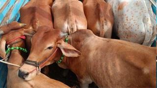 Suspected cow smugglers mow down cop in UP's Jaunpur; 1 killed, two injured in firing
